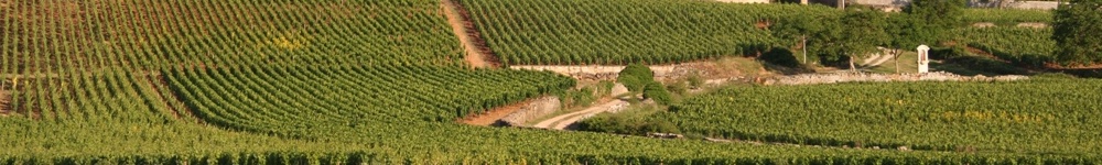 Borgogna Vini